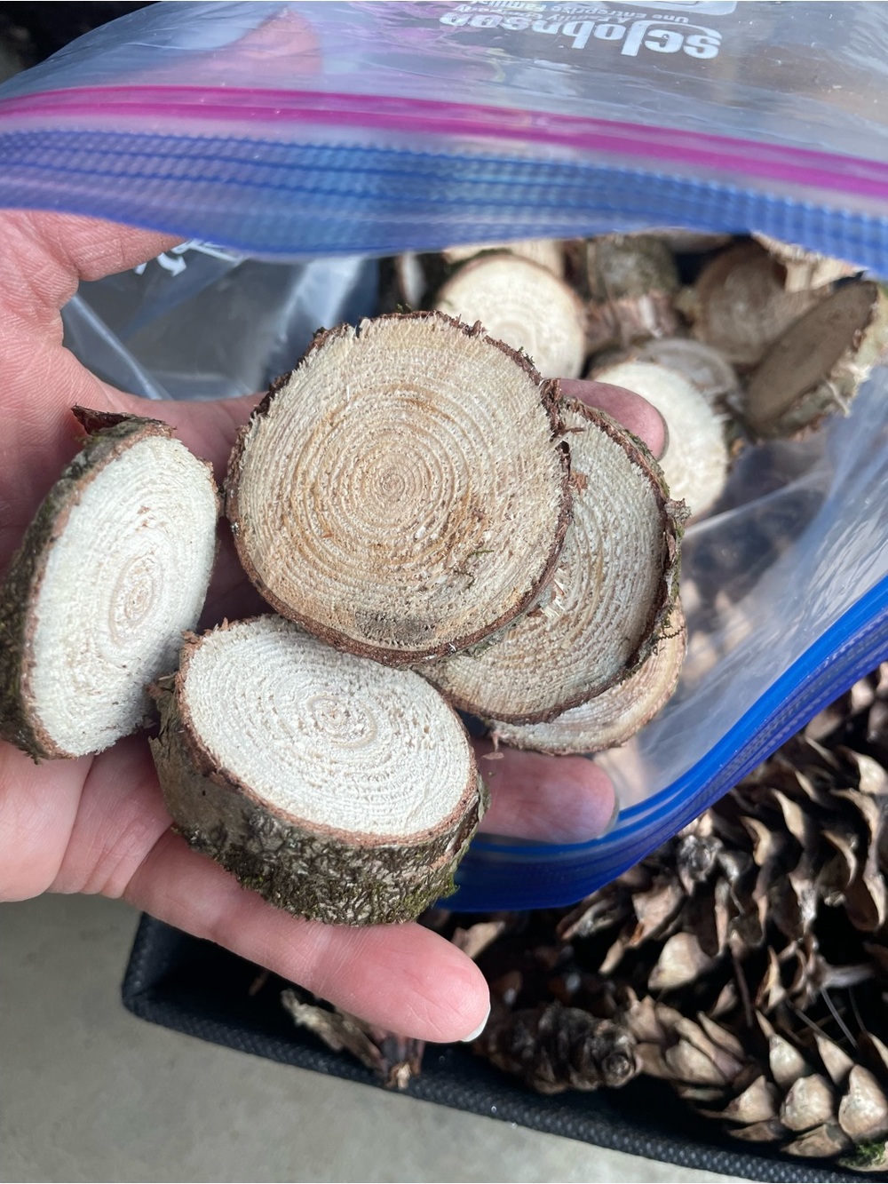 Natural Birch Wood Slices - Small Round Craft Pieces